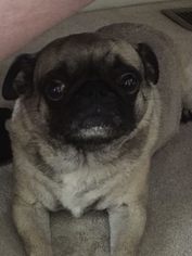 Pug Dogs for adoption in Pacolet, SC, USA