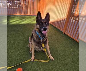 German Shepherd Dog-Unknown Mix Dogs for adoption in Las Vegas, NV, USA