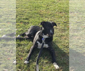 Medium Photo #7 Collie-Labrador Retriever Mix Puppy For Sale in Springdale, PA, USA