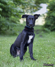 Medium Photo #1 German Shepherd Dog-Unknown Mix Puppy For Sale in Shamokin, PA, USA