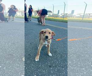 Labrador Retriever-Unknown Mix Dogs for adoption in Woodbury, NY, USA