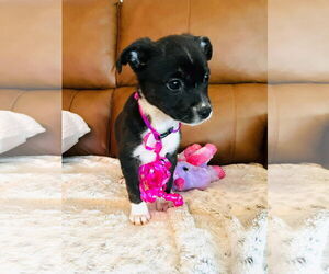 Labrador Retriever-Unknown Mix Dogs for adoption in Pensacola, FL, USA