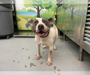 American Pit Bull Terrier-Unknown Mix Dogs for adoption in Waco, TX, USA
