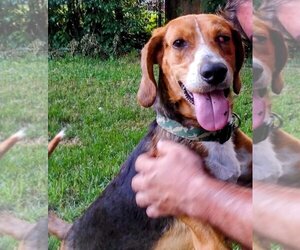 Treeing Walker Coonhound Dogs for adoption in Dalzell, SC, USA
