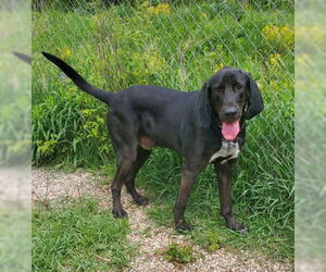 Bloodhound Dogs for adoption in Lake City, MI, USA