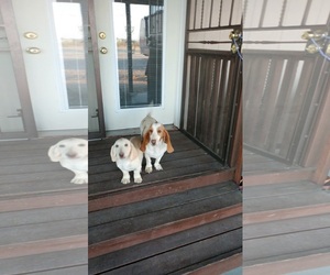 Basset Hound Dogs for adoption in Tonopah, AZ, USA