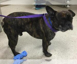 French Bulldog Dogs for adoption in Riverside, CA, USA
