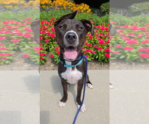 Mutt Dogs for adoption in Rockaway, NJ, USA