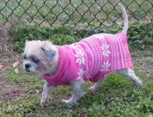 Shih Tzu Dogs for adoption in Millersville, MD, USA