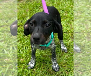 Mutt Dogs for adoption in Tarrytown, GA, USA