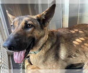 German Shepherd Dog-Unknown Mix Dogs for adoption in Grand Prairie, TX, USA