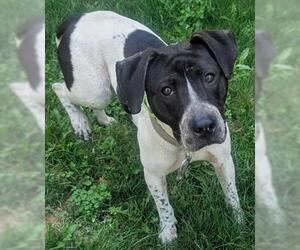 Black and Tan Coonhound Dogs for adoption in Akron, OH, USA