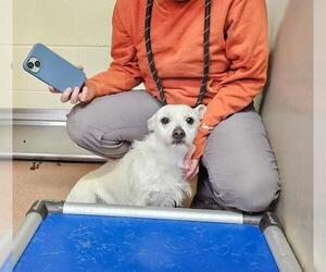 Mutt Dogs for adoption in Ogden, UT, USA