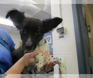 Australian Terrier Dogs for adoption in Temple, TX, USA