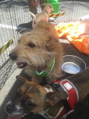 Norwich Terrier Dogs for adoption in danville, CA, USA