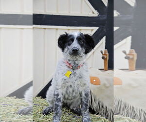 Border Collie-Unknown Mix Dogs for adoption in Sandy, UT, USA