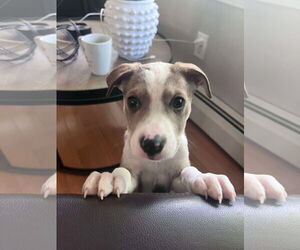 Huskies -Labrador Retriever Mix Dogs for adoption in pomfret, CT, USA