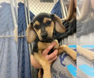 Beagle-Chihuahua Mix Dogs for adoption in Fort Wayne, IN, USA