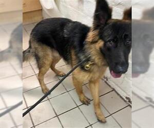 German Shepherd Dog Dogs for adoption in Santa Barbara, CA, USA