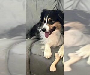 Australian Shepherd Dogs for adoption in Katy, TX, USA