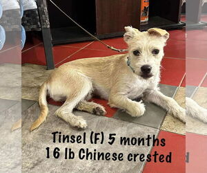 Mutt Dogs for adoption in pomfret, CT, USA