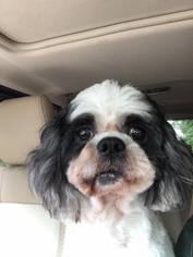 Shih Tzu Dogs for adoption in Hedgesville, WV, USA