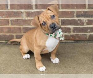 Bullboxer Pit Dogs for adoption in Belleville, IL, USA