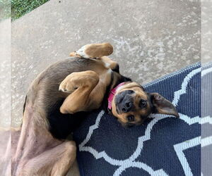 Labrador Retriever-Unknown Mix Dogs for adoption in Claremore, OK, USA
