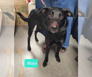 Labrador Retriever Dogs for adoption in Richmond, IN, USA