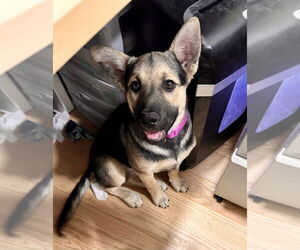 German Shepherd Dog-Unknown Mix Dogs for adoption in West Sacramento, CA, USA