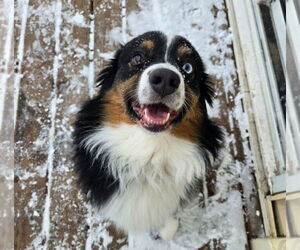 Border-Aussie Dogs for adoption in Minneapolis, MN, USA