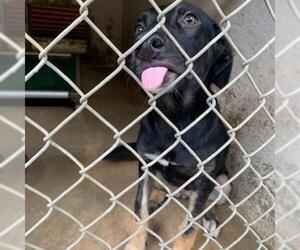 Doberman Pinscher Dogs for adoption in Austin, TX, USA