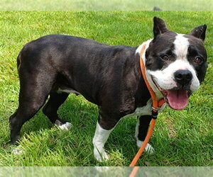 American Staffordshire Terrier Dogs for adoption in Fort Lauderdale, FL, USA