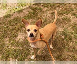 Chihuahua Dogs for adoption in Orange, CA, USA