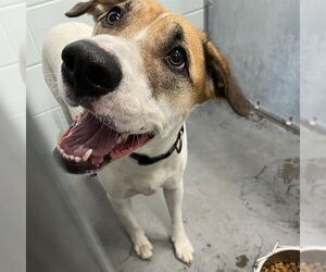 American Foxhound-Unknown Mix Dogs for adoption in Tavares, FL, USA