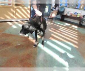 Boxador Dogs for adoption in Lacombe, LA, USA
