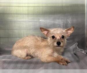Cairn Terrier-Unknown Mix Dogs for adoption in Grand Prairie, TX, USA
