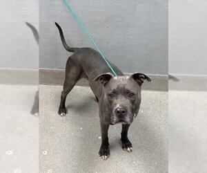 American Pit Bull Terrier-Unknown Mix Dogs for adoption in Las Vegas, NV, USA