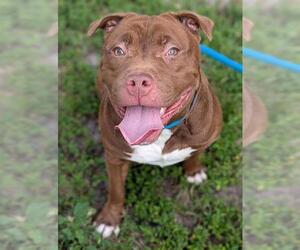 American Staffordshire Terrier Dogs for adoption in Fort Lauderdale, FL, USA