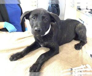 Mutt Dogs for adoption in Riverside, CA, USA