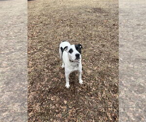 American Pit Bull Terrier-Bull Terrier Mix Dogs for adoption in Benton, PA, USA
