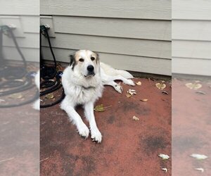 Great Pyrenees-Unknown Mix Dogs for adoption in Overland Park, KS, USA