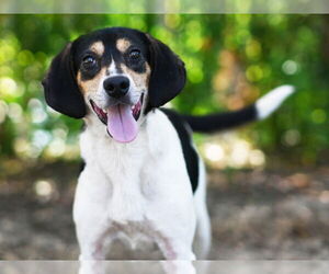 Treeing Walker Coonhound-Unknown Mix Dogs for adoption in Tavares, FL, USA