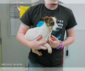 Dachshund-Parson Russell Terrier Mix Dogs for adoption in Oroville, CA, USA