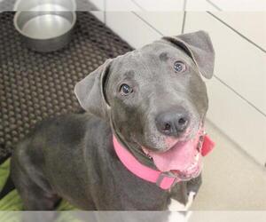 American Staffordshire Terrier Dogs for adoption in Fort Wayne, IN, USA