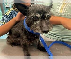 Norfolk Terrier Dogs for adoption in San Martin, CA, USA