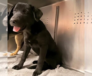 Labrador Retriever-Unknown Mix Dogs for adoption in Rancho Cucamonga, CA, USA