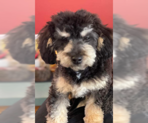 Small Miniature Bernedoodle