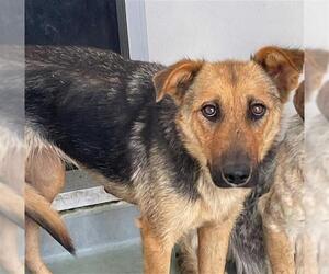 German Shepherd Dog-Unknown Mix Dogs for adoption in Riverside, CA, USA