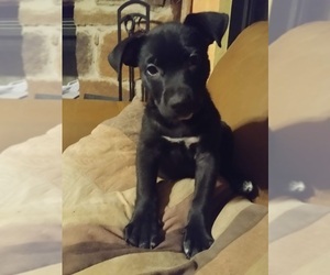 Medium Photo #1 Labrador Retriever-Unknown Mix Puppy For Sale in Von Ormy, TX, USA